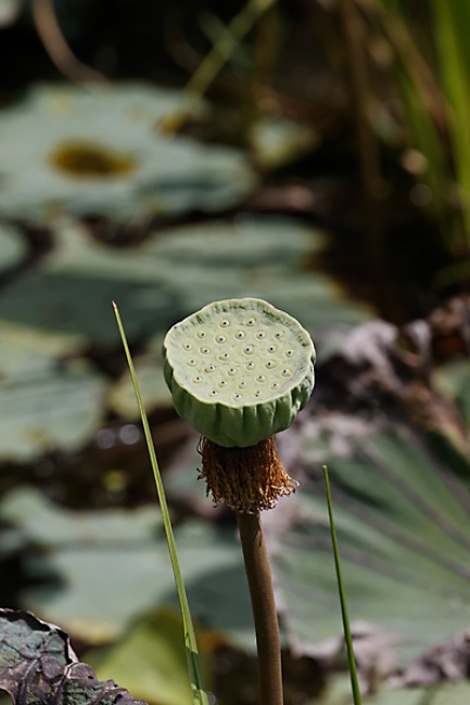 66-Prasat Nang Ram-031